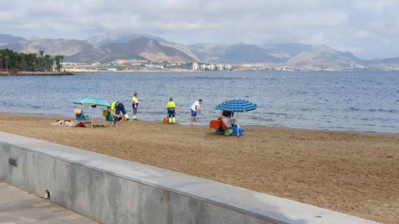 Dead fish wash up on Mazarron beach