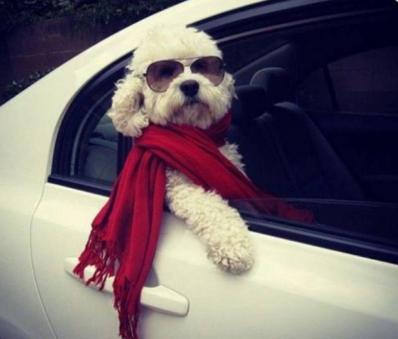 Pets must now be allowed in bars, restaurants, hotels and public transport in Spain