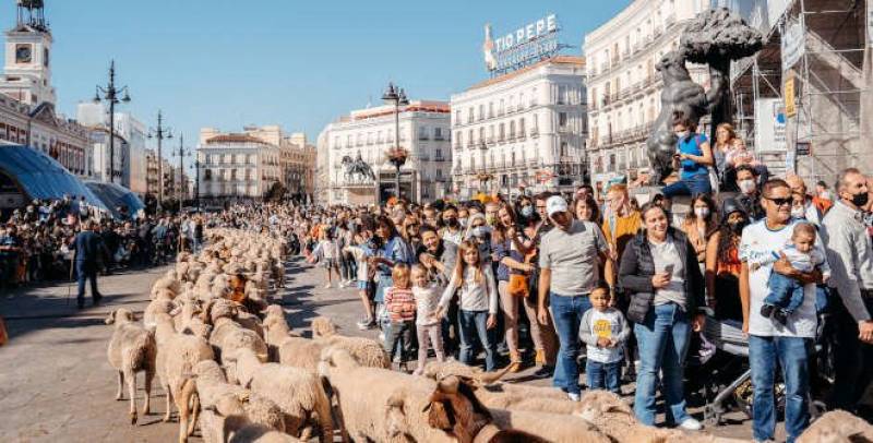 Unique Madrid sheep parade festival returns this Sunday: Fiesta de la Trashumancia 2024