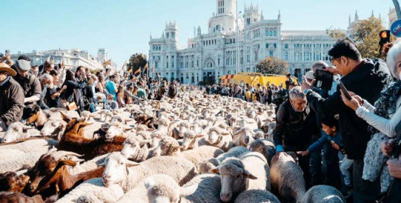Unique Madrid sheep parade festival returns this Sunday: Fiesta de la Trashumancia 2024