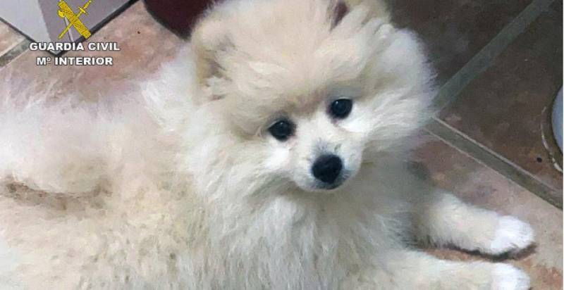 Pomeranian found store