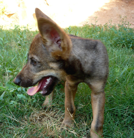 Murcia Today - Three-month-old Wolf Cub Meets The Pack In Tierra Natura  Murcia