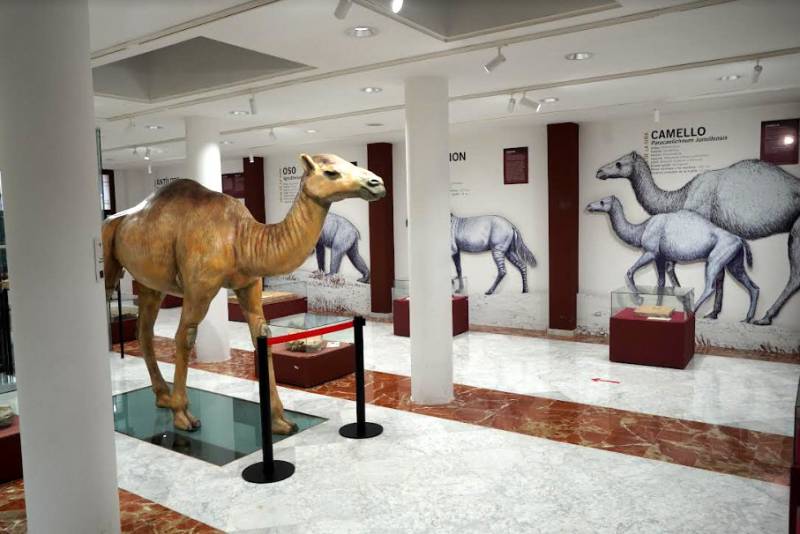 Updated illumination improves displays at the Ethnography and Natural Science Museum in Jumilla
