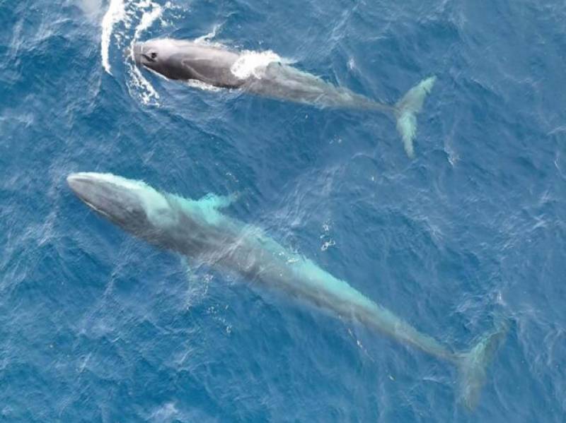 WATCH: Rorqual whales caught on camera off the coast of Denia