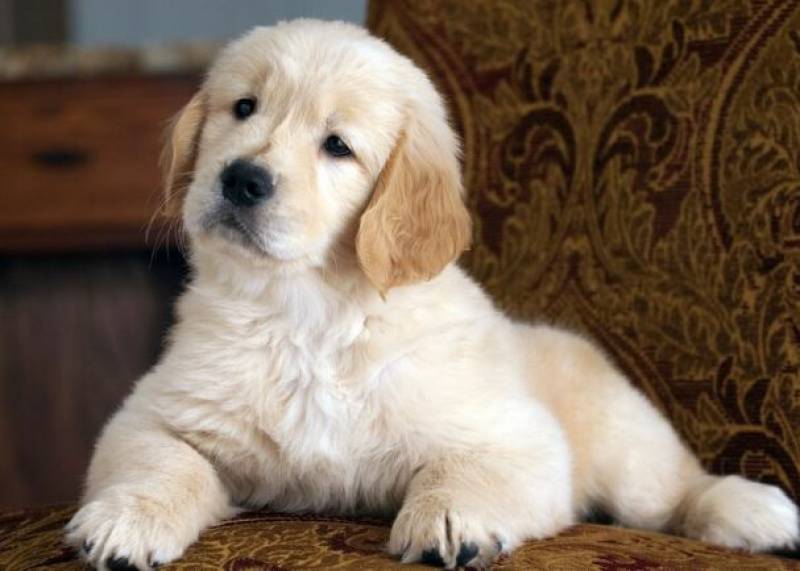 Spain backtracks on mandatory training for all dog owners