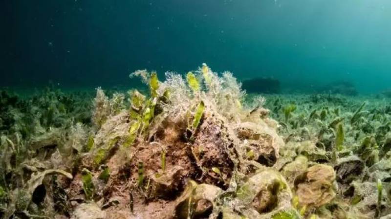 A shell of a solution: Oyster farming takes another step forward in saving the Mar Menor