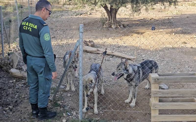 Man in Lorca caught keeping four Iberian wolves as pets