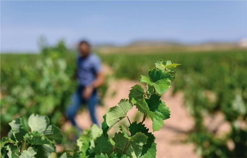 Jumilla Wine Route: Bodegas San Dionisio