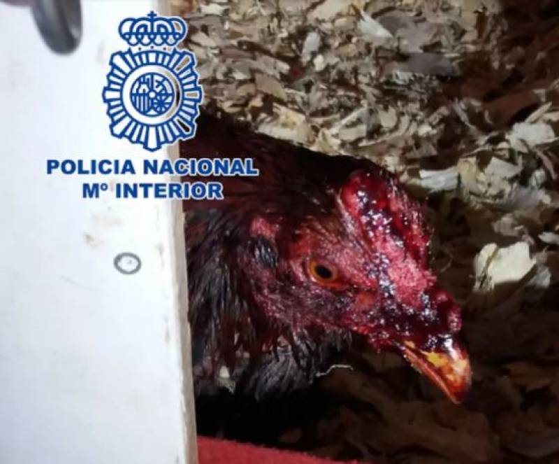 Cockfighting: a brutal blood sport still legal in parts of Spain