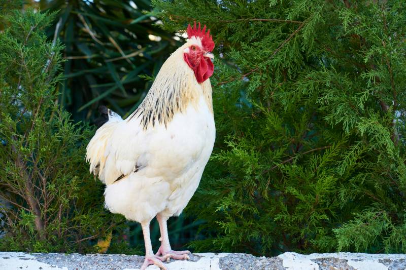 39 young people identified for kicking a chicken like a football in La Rioja