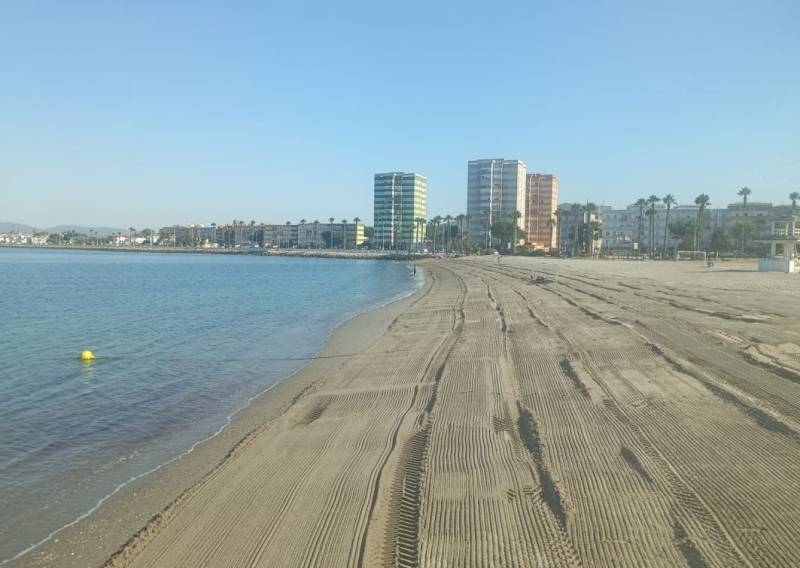 Asian seaweed invades Cádiz and Gibraltar beaches as over 10,000 kilos removed in just two days