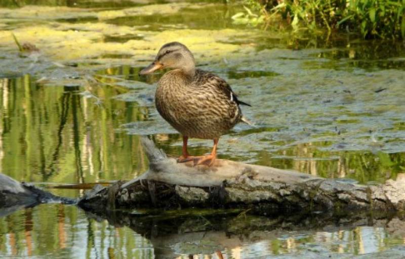 Andalucía raises alert as avian flu spreads to Doñana with new outbreaks in Seville and Huelva