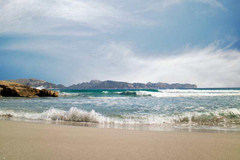 Dead shark with massive bite on Mallorca beach sparks fear among bathers