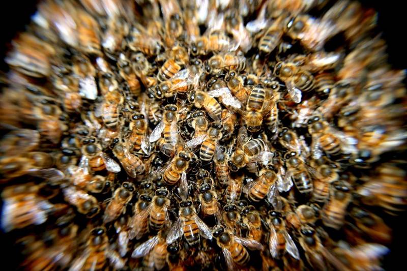 A buzzing surprise: 100,000 bees discovered living in Granada building