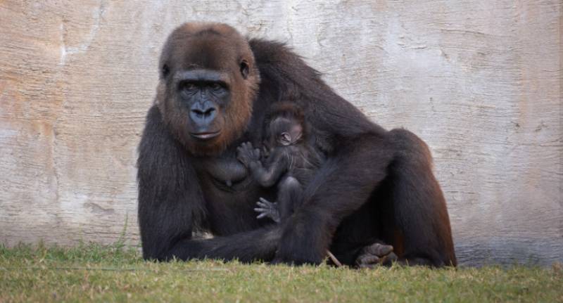 Bioparc Fuengirola welcomes first baby gorilla born in Spain this year