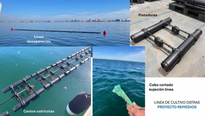 Mar Menor recovery project suffers major loss after oyster farm line disappears