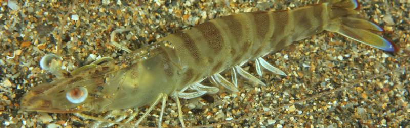 Why scientists are trying to bring back the Mediterranean Prawn to the Mar Menor
