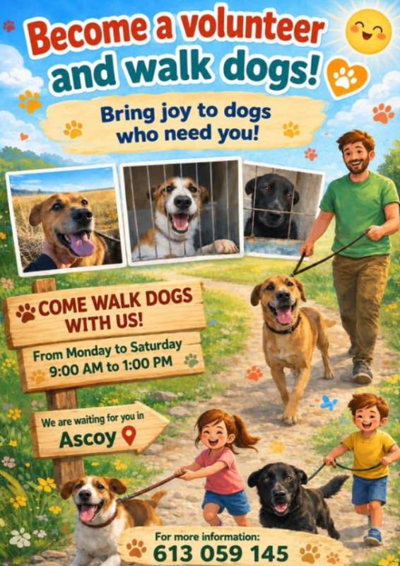 Volunteer dog walkers urgently needed at Cieza's Ascoy kennel