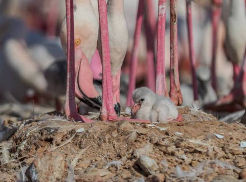 Thousands of fluffy flamingo chicks have just hatched at Torrevieja's salt lakes