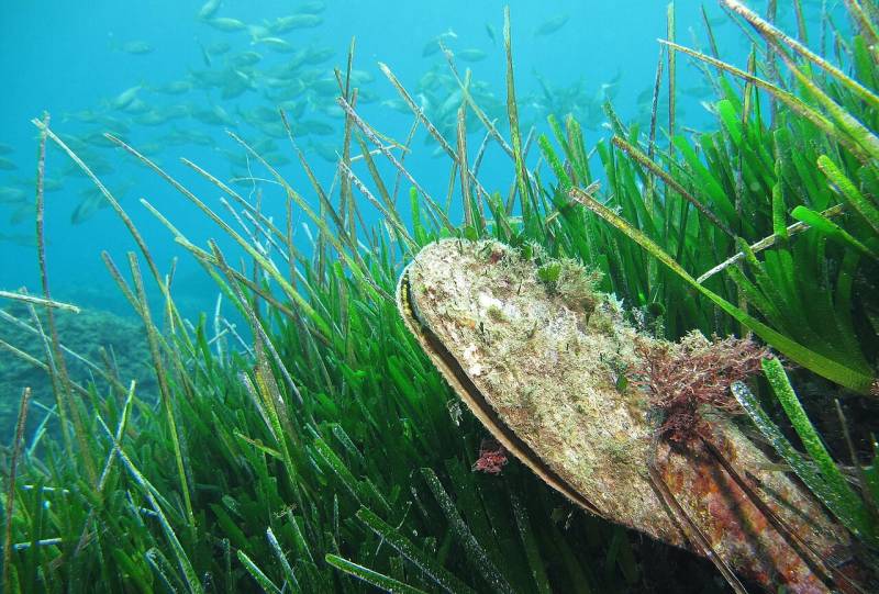 Mar Menor now shelters one of the Mediterranean's most endangered species