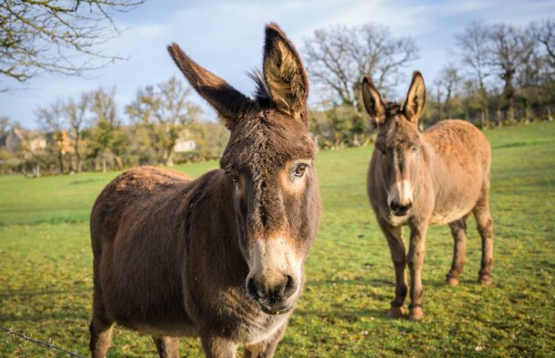 Mallorca is doubling its herd of stream-cleaning donkeys this summer and the results speak for themselves