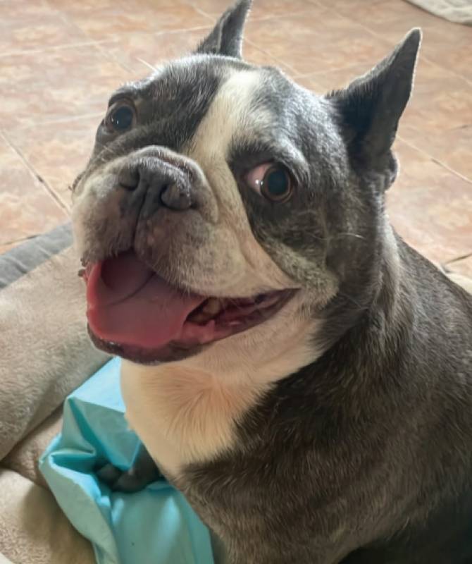Thy Will Be Done says goodbye to beloved Frenchie Benny