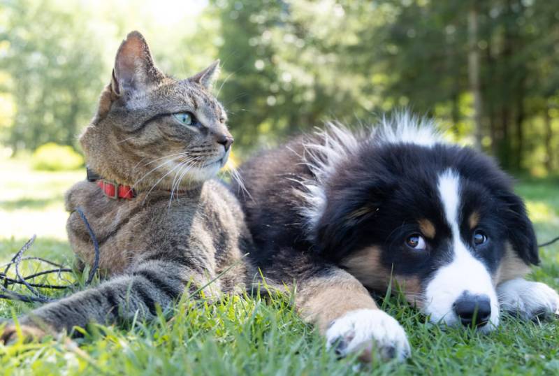 Cats overtake dogs in Spain’s adoption figures, but older pets are still being left behind