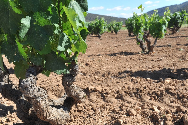 How to book and navigate the Bullas Wine Routes, the Rutas del Vino