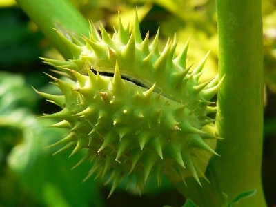 Be aware, the Datura stramonium can kill
