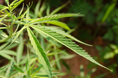 Is growing cannabis legal in spain