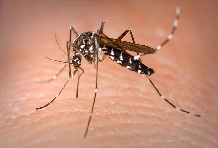 The Asian Tiger Mosquito in Spain